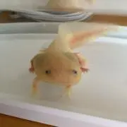 purinの画像