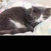 グリオットチェリー