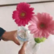 ガーベラ