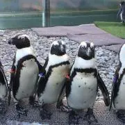 ティーちゃんの画像
