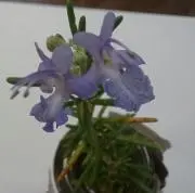 ハージュの画像