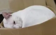 ゆう