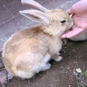 miiyの画像