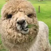 suzuの画像