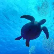 ホヌヌの画像