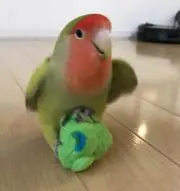 ちりの画像
