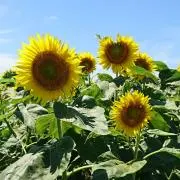 みつはる