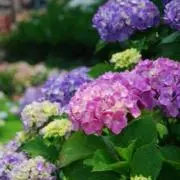 hydrangeaの画像