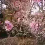 はるがすみの画像