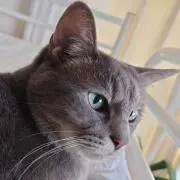 ヨウの画像