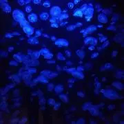 湊