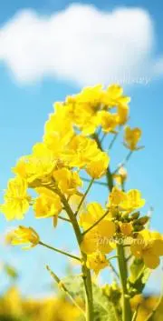 はるかぜ