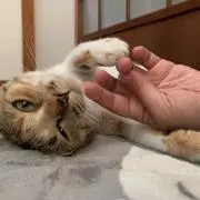 もも♡