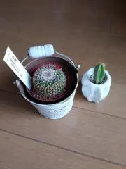 サボテンの画像