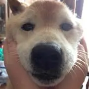 はるちんの画像