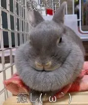 ウッディ