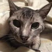 ろいおの画像