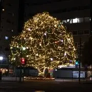 ミケ