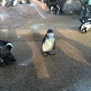 わらびの画像