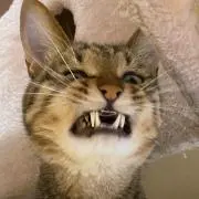 プラチックの画像