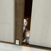 のすけくんの画像