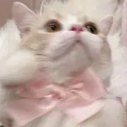 きーの画像