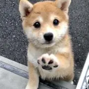 ハナの画像