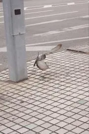 まさの画像