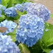 サユエ