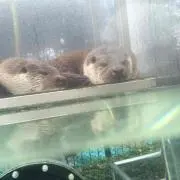 ひなちゃん