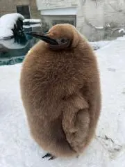 yukisiの画像
