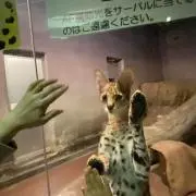 やま