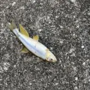 すけっちゃーずの画像