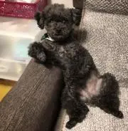 ピロユキの画像