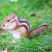 ∑オカマツの画像