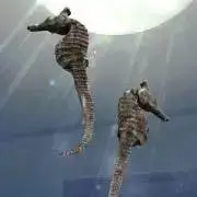 かじの画像