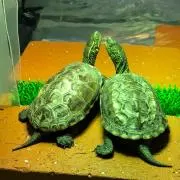 ☆た〜とる〜☆の画像