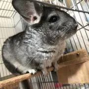 奏