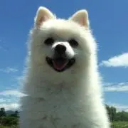 mayu