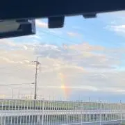 たまの画像