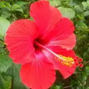 鏡花水月の画像