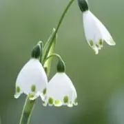 snowflakeの画像