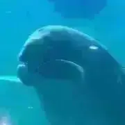 marumaの画像