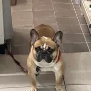 ブルドッグ