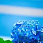 紫陽花の画像