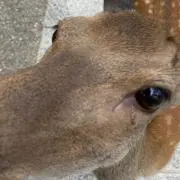 鹿さんの画像