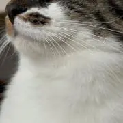 おしるこの画像