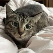 りんの画像