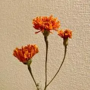 yamaの画像