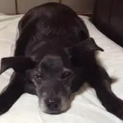 ぺろの画像